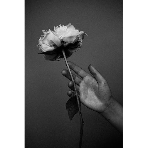 Peony Black Modern Wood Framed Art Print with Double Matting by Frolova, Antonida