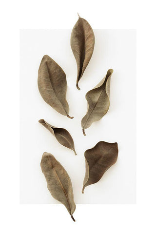 Dried Leaves_1 White Modern Wood Framed Art Print with Double Matting by 1x Studio III