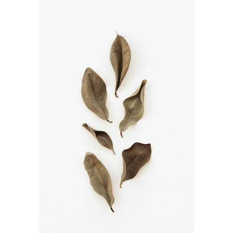 Dried Leaves_2 White Modern Wood Framed Art Print by 1x Studio III