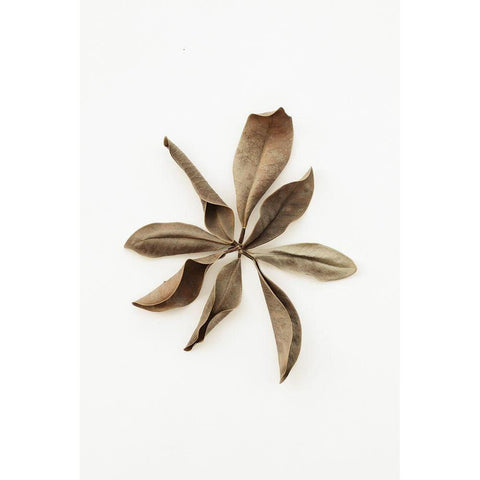 Dried Leaves_3 White Modern Wood Framed Art Print by 1x Studio III