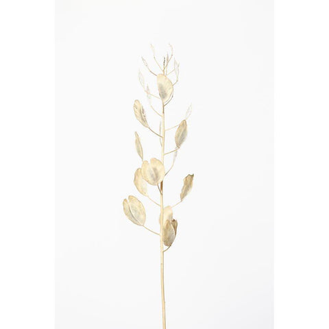 Solitary dried plant_light grey Black Modern Wood Framed Art Print with Double Matting by 1x Studio III