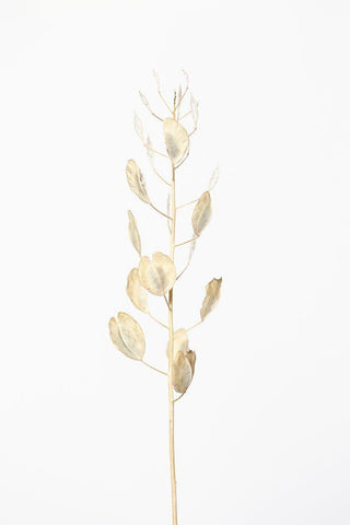 Solitary dried plant_light grey White Modern Wood Framed Art Print with Double Matting by 1x Studio III