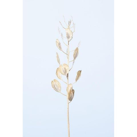 Solitary dried plant_light blue White Modern Wood Framed Art Print by 1x Studio III