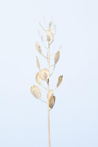 Solitary dried plant_light blue Black Ornate Wood Framed Art Print with Double Matting by 1x Studio III