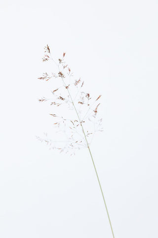 Single dried grass straw Black Ornate Wood Framed Art Print with Double Matting by 1x Studio III