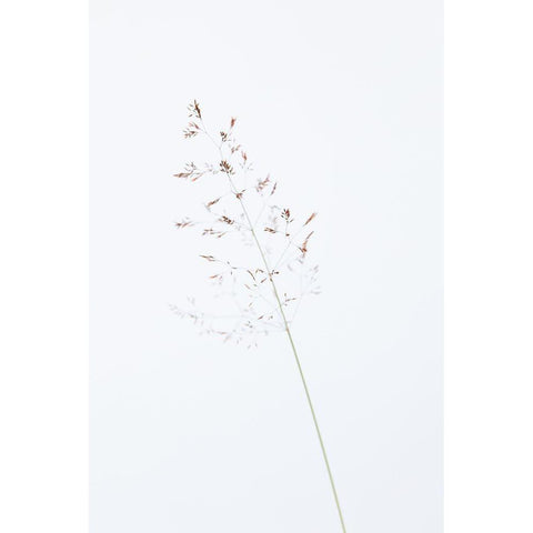 Single dried grass straw Black Modern Wood Framed Art Print by 1x Studio III