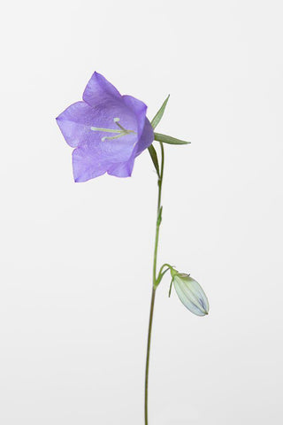 Bluebell_gray background White Modern Wood Framed Art Print with Double Matting by 1x Studio III