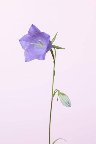 Bluebell_pink background White Modern Wood Framed Art Print with Double Matting by 1x Studio III