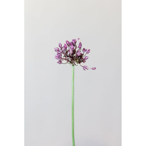 Chive Flower Black Modern Wood Framed Art Print by 1x Studio III