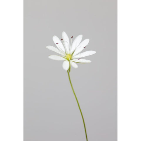 Small White Flower_1 Black Modern Wood Framed Art Print by 1x Studio III