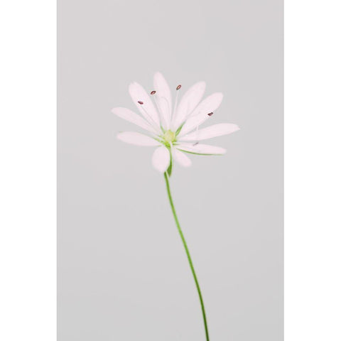 Small pink flower White Modern Wood Framed Art Print by 1x Studio III