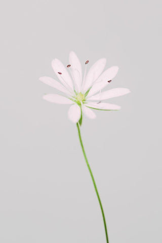 Small pink flower White Modern Wood Framed Art Print with Double Matting by 1x Studio III