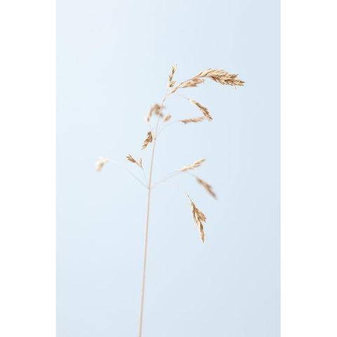 Dried single grass straw_2 Black Modern Wood Framed Art Print by 1x Studio III