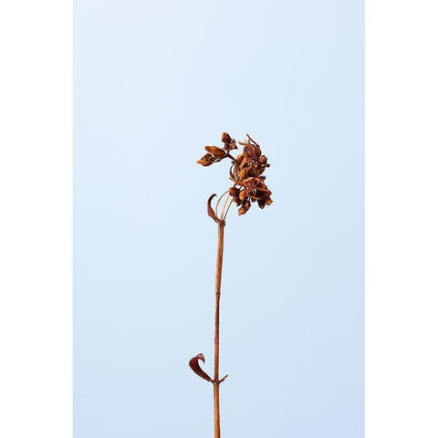 Dried brown plant_1 Gold Ornate Wood Framed Art Print with Double Matting by 1x Studio III