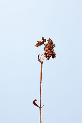 Dried brown plant_1 White Modern Wood Framed Art Print with Double Matting by 1x Studio III