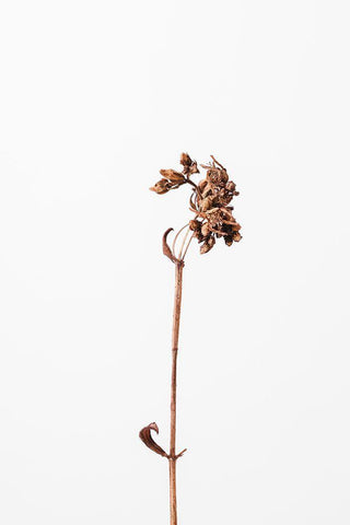 Dried brown plant_2 Black Ornate Wood Framed Art Print with Double Matting by 1x Studio III