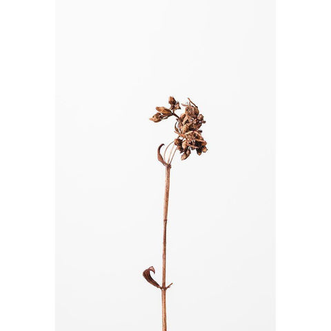 Dried brown plant_2 Gold Ornate Wood Framed Art Print with Double Matting by 1x Studio III