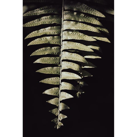 Fern Leaf White Modern Wood Framed Art Print by 1x Studio III