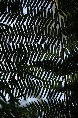 Fern Leaves_1 Black Ornate Wood Framed Art Print with Double Matting by 1x Studio III
