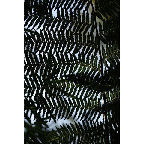 Fern Leaves_1 Black Modern Wood Framed Art Print by 1x Studio III