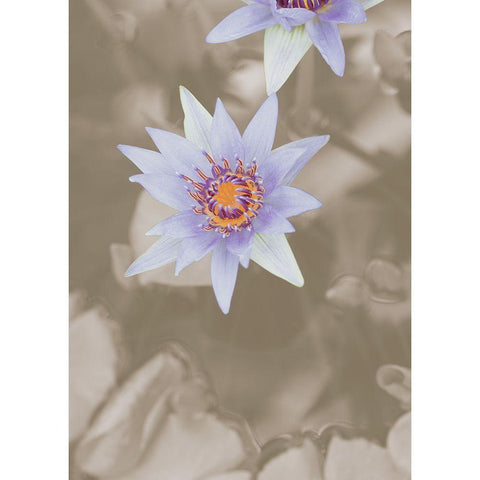 Purple Flower Black Modern Wood Framed Art Print with Double Matting by 1x Studio III
