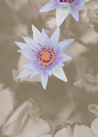 Purple Flower Black Ornate Wood Framed Art Print with Double Matting by 1x Studio III