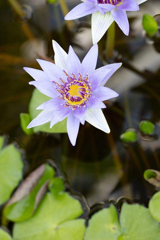 Purple Flower_2 White Modern Wood Framed Art Print with Double Matting by 1x Studio III