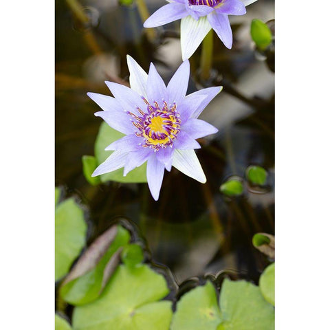 Purple Flower_2 White Modern Wood Framed Art Print by 1x Studio III