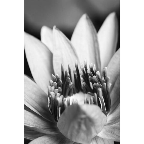 Flower-close up White Modern Wood Framed Art Print by 1x Studio III