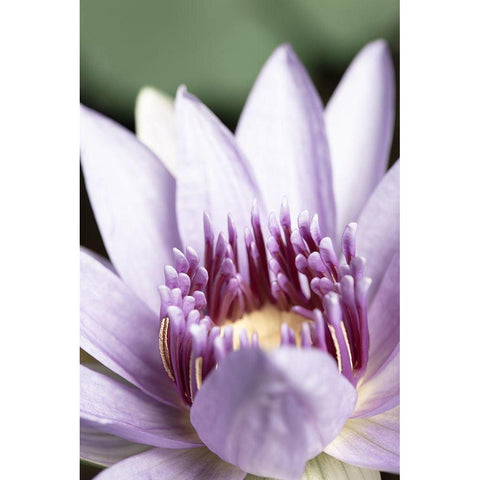 Purple flower close up Gold Ornate Wood Framed Art Print with Double Matting by 1x Studio III