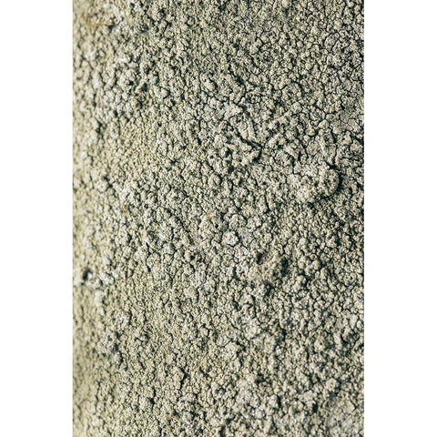 Moss White Modern Wood Framed Art Print by 1x Studio III