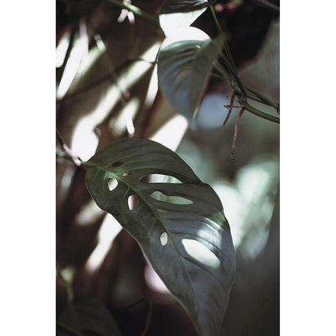 Monstrea Leaves Nature_1 Gold Ornate Wood Framed Art Print with Double Matting by 1x Studio III