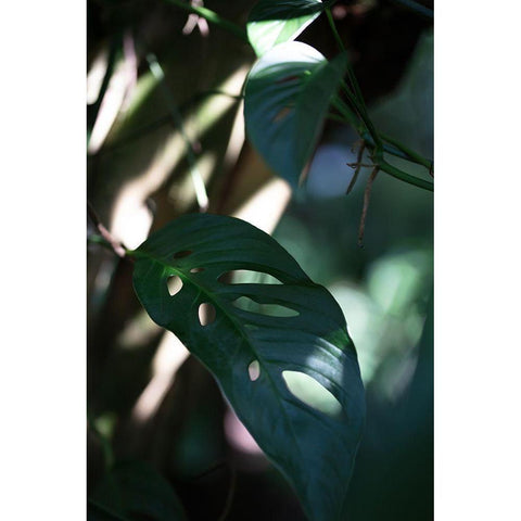 Monstrea Leaves Nature_2 Black Modern Wood Framed Art Print with Double Matting by 1x Studio III