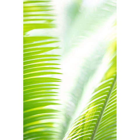 Light Palm tree leaves_1 Black Modern Wood Framed Art Print with Double Matting by 1x Studio III