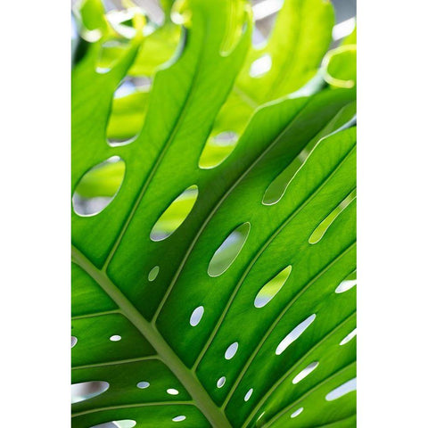 Graphic Leaf_1 Black Modern Wood Framed Art Print with Double Matting by 1x Studio III