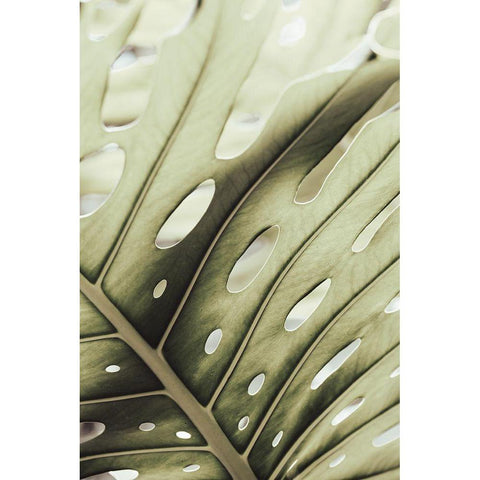 Graphic Leaf_2 Black Modern Wood Framed Art Print with Double Matting by 1x Studio III