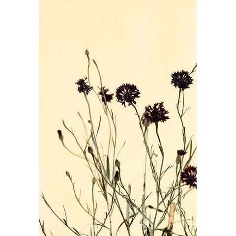 Withered flowers Black Modern Wood Framed Art Print with Double Matting by 1x Studio III