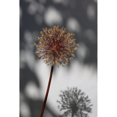 Withered flower-seed house_1 White Modern Wood Framed Art Print by 1x Studio III