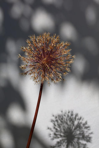 Withered flower-seed house_1 White Modern Wood Framed Art Print with Double Matting by 1x Studio III