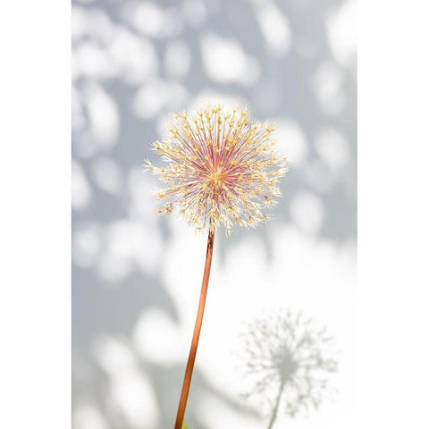 Withered flower-seed house_2 White Modern Wood Framed Art Print by 1x Studio III