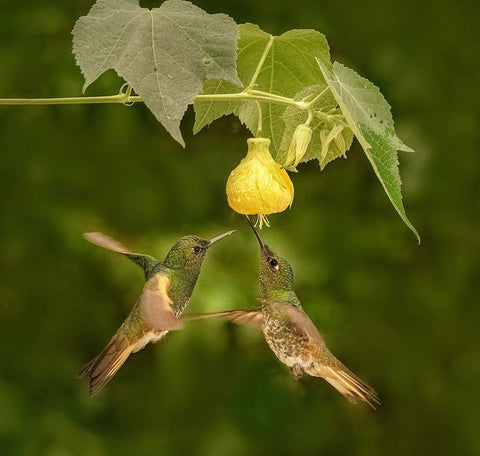 A Pair Of Buff-Tailed Coronets Black Ornate Wood Framed Art Print with Double Matting by Xu, Sheila