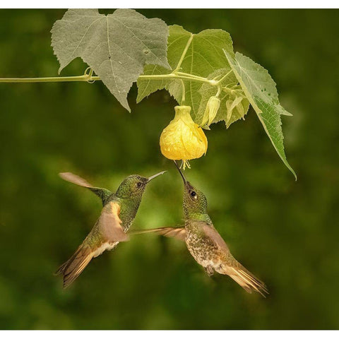 A Pair Of Buff-Tailed Coronets Gold Ornate Wood Framed Art Print with Double Matting by Xu, Sheila