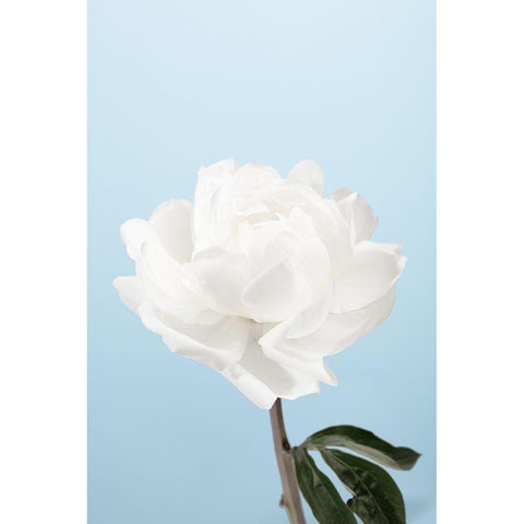 Peony_1 Black Modern Wood Framed Art Print by 1x Studio III
