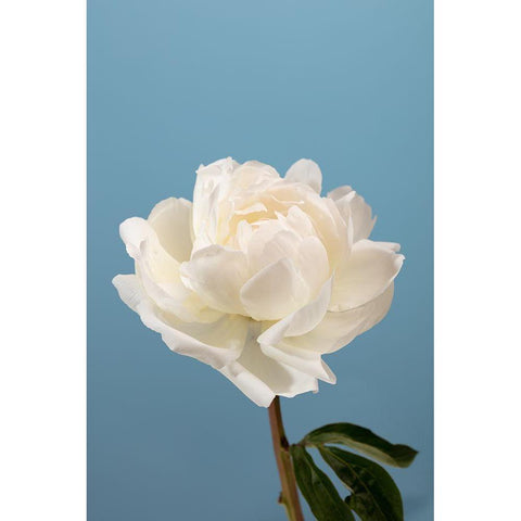 Peony_2 Black Modern Wood Framed Art Print by 1x Studio III