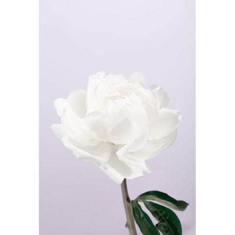 Peony_3 White Modern Wood Framed Art Print by 1x Studio III