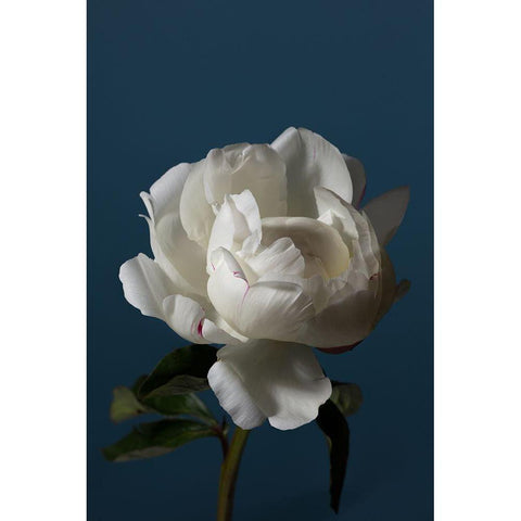 Peony_4 White Modern Wood Framed Art Print by 1x Studio III