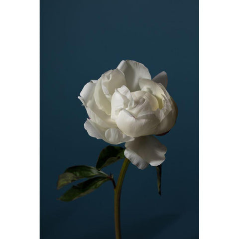 Peony_6 White Modern Wood Framed Art Print by 1x Studio III