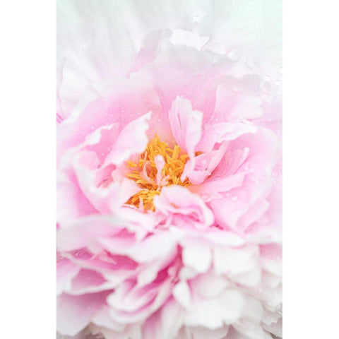 Peony_6 White Modern Wood Framed Art Print by 1x Studio III