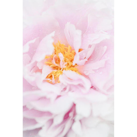 Peony_7 White Modern Wood Framed Art Print by 1x Studio III