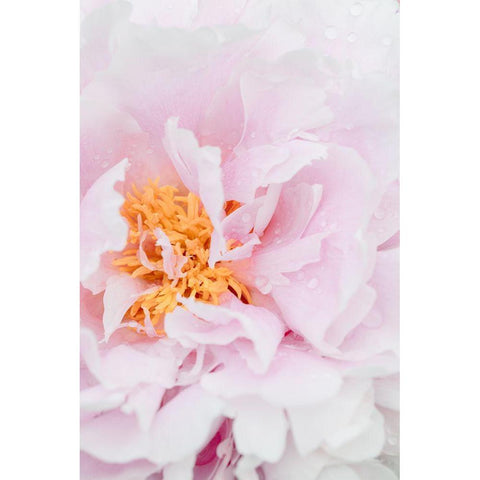 Peony_8 White Modern Wood Framed Art Print by 1x Studio III